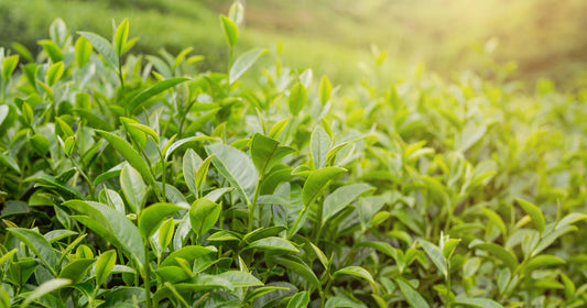 The Potent Antioxidant Green Tea Extract