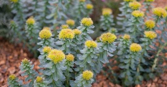 Rhodiola Rosea: The Golden Root for Stress Relief, Endurance, and Cognitive Health